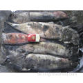 Gefrorener Nordpazifik-Tintenfisch ganzer Runde 500-1000g